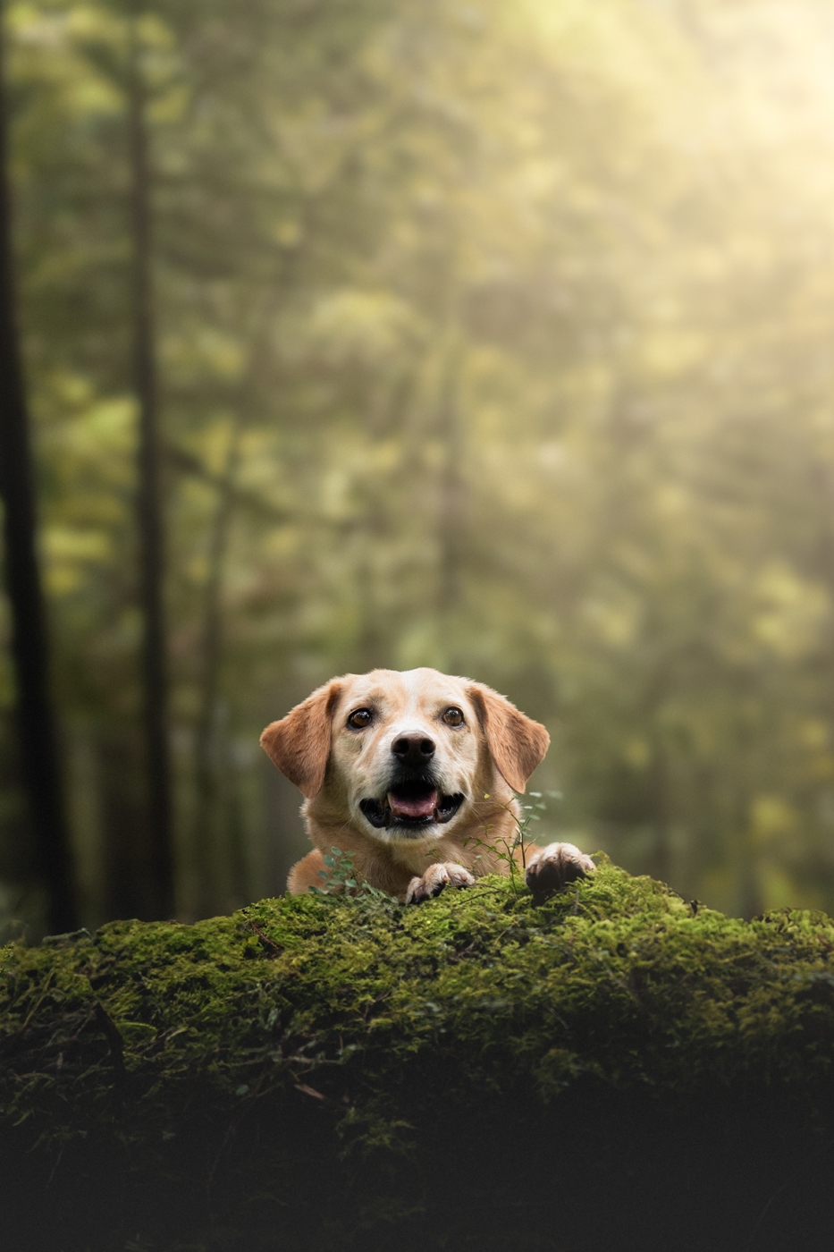Fluffy white dog joyfully running through snowy landscape with a blurred forest background.