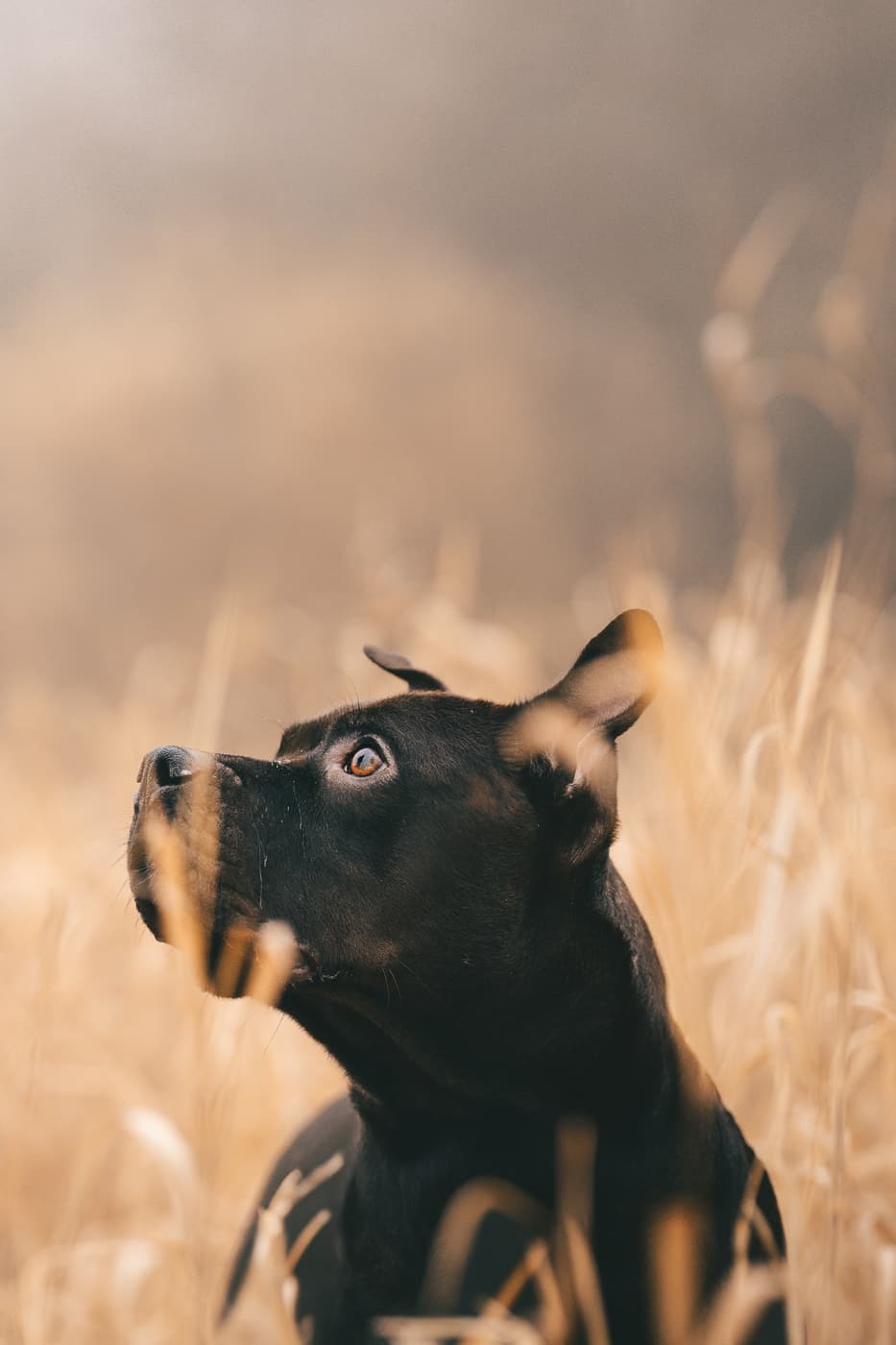 Snuggly Snouts portfolio image, Fluffy white dog enjoying a sunny day in a field of tall dry grass.