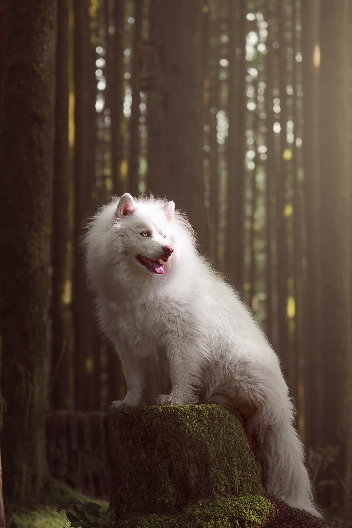 Snuggly Snouts portfolio image, Small fluffy dog in a sunlit forest setting.