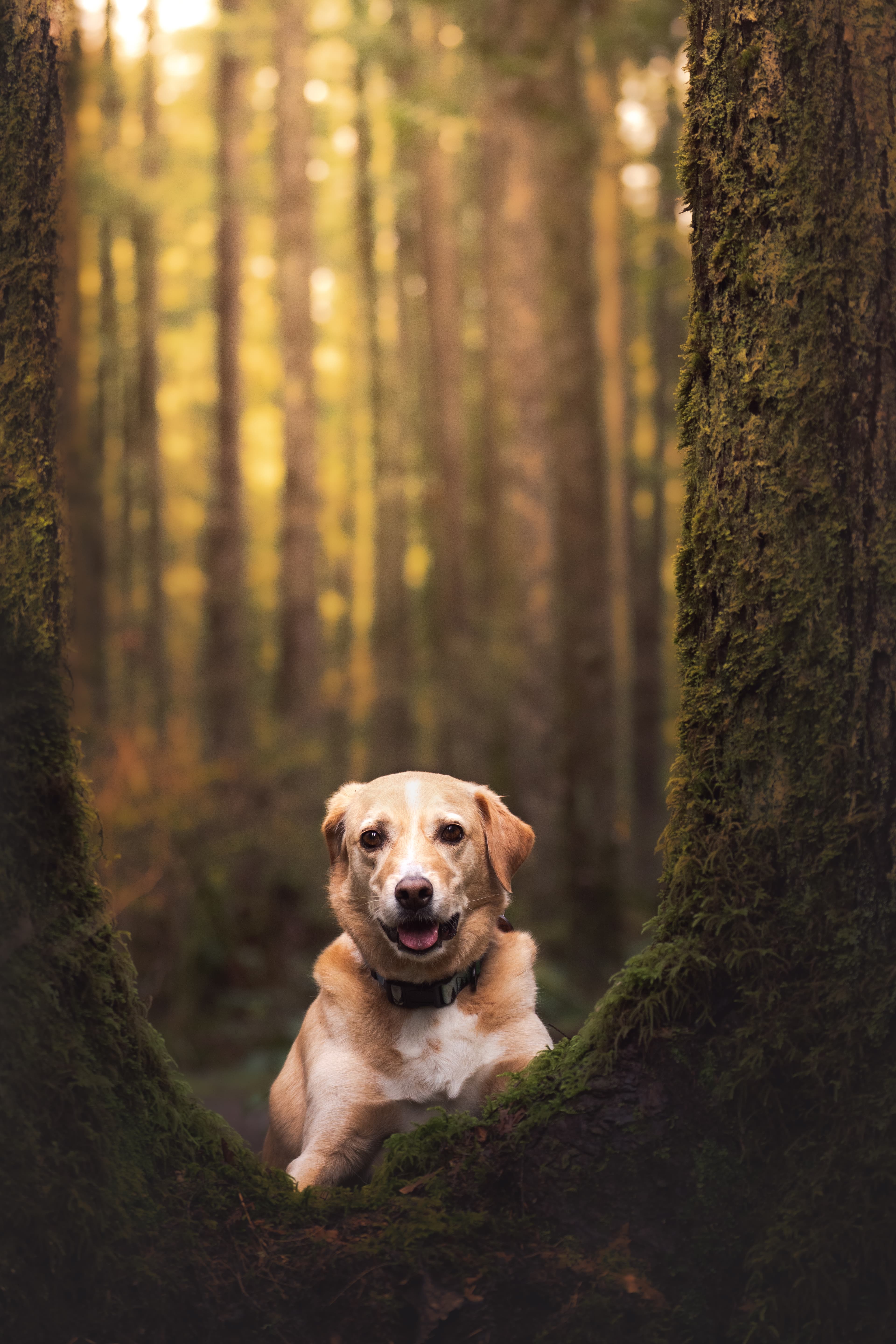 Snuggly Snouts portfolio image, Brindle pitbull with ball in mouth, playful dog in grassy field.