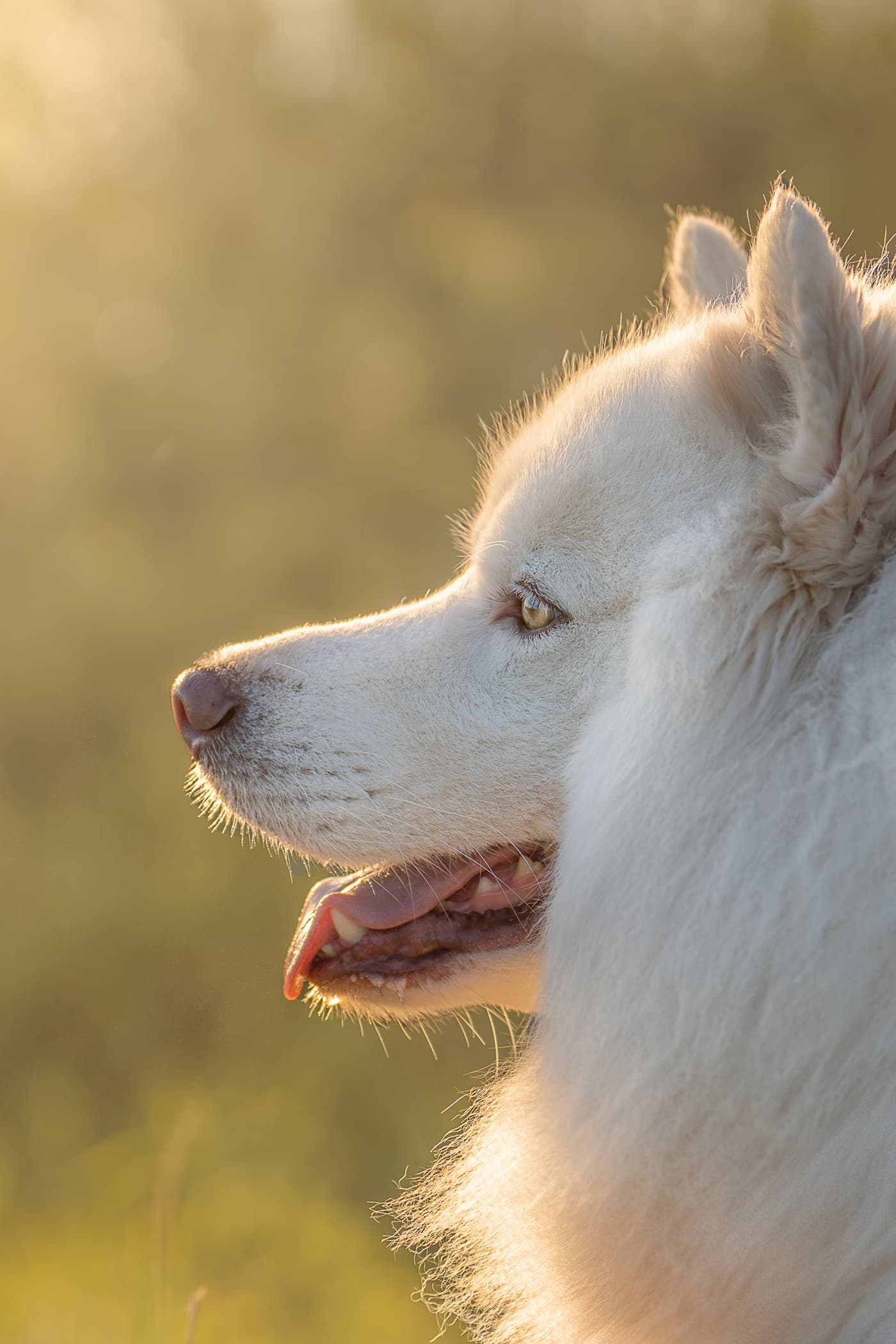 Snuggly Snouts portfolio image, Dog playing with bubbles in a serene outdoor setting.